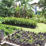 Seedling nursery of Caturra and Catuai coffee plants at Doka. Photo by Barth Anderson.
