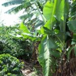 Companion plantings of coffee and banana at Doka. The role of the banana is multi faceted. It helps protect the coffee trees from wind shear, it provides fruit for bird and other animals on the farm that build the nutrient budget of the system, it provides ample banana harvest alongside the coffee production, and once the banana is harvested, the plants are cut down and they fertilize the soil as they break down. Photo by Barth Anderson.