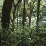 Kalledevarapura Estate, Chickmagalur, India 2009