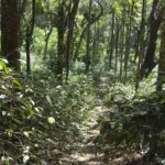 A footpath through the orchard. Photo courtesy of our strategic partner in sourcing the most exquisite of Indian coffees, Dr. Joseph John.