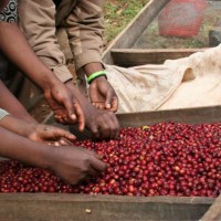 Sorting ripe cherry from the 2008 harvest in Beloya Village, Yirgacheffe, Ethiopia. Photo by Joseph Brodsky, Ninety Plus Coffee.