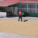 Coffee in parchment being raked and dried in the sun on the patio at Doka. Photo by Barth Anderson.