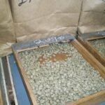 A green coffee sample at the Nairobi Coffee Exchange. Photo courtesy of Gordon Clark 2009.