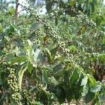 Ripening green coffee cherry in Ruiru. Photo courtesy of Gordon Clark 2009.