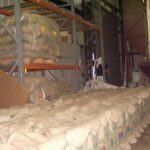Jute bags filled and waiting to be stitched.
