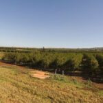 The carefully tended MauiGrown trees, planted on the rich volcanic soil that once grew sugar cane. Photo courtesy of Zachary Ethier.