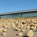 Pulped natural process coffee drying in the sun. Photo courtesy of Daterra Farms.